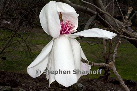magnolia campbellii 4 graphic